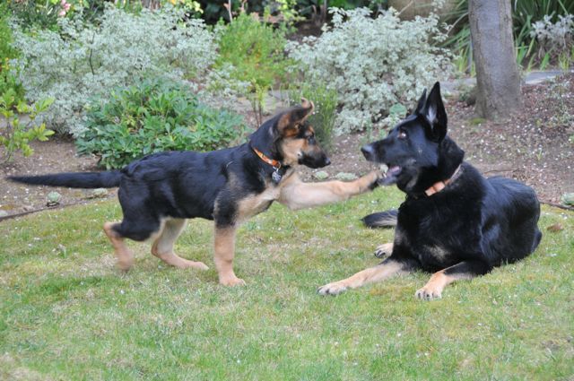 gsd